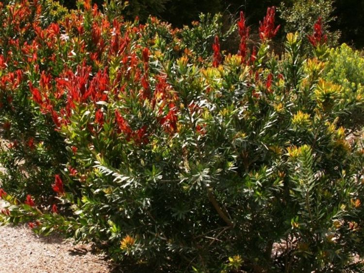 Picture of Callistemon citrinus Red Rocket