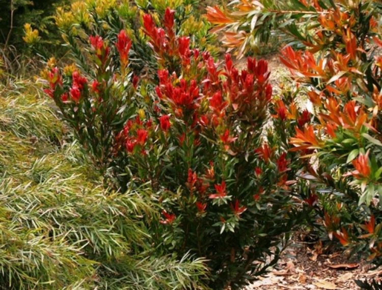 Picture of Callistemon citrinus Red Rocket