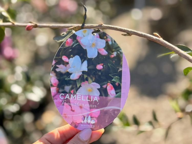 Picture of Camellia hybrida Transtasman