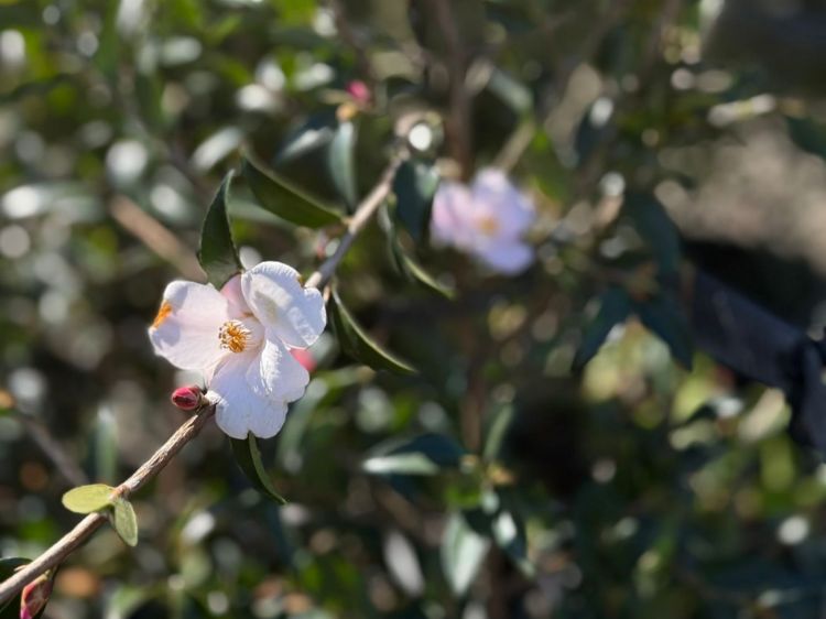 Picture of Camellia hybrida Transtasman