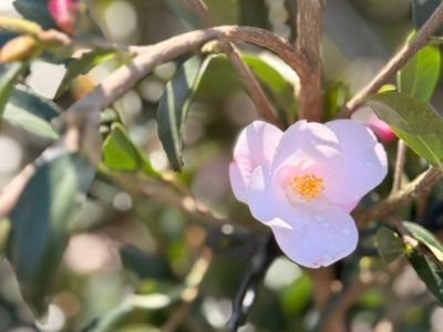 Picture of Camellia hybrida Transtasman