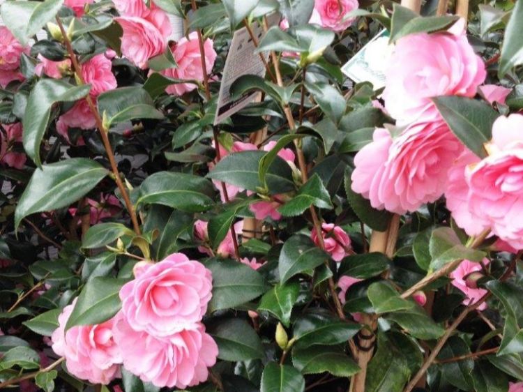 Picture of Camellia japonica Hari Withers
