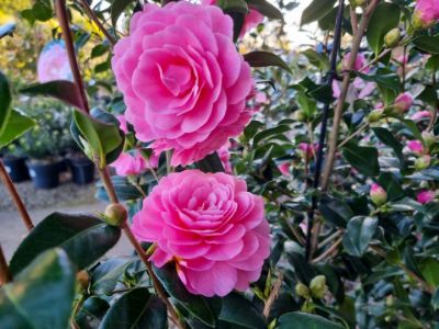 Picture of Camellia japonica Hari Withers