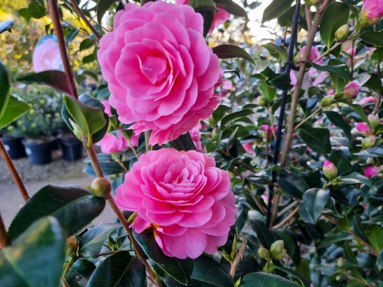 Picture of Camellia japonica Hari Withers