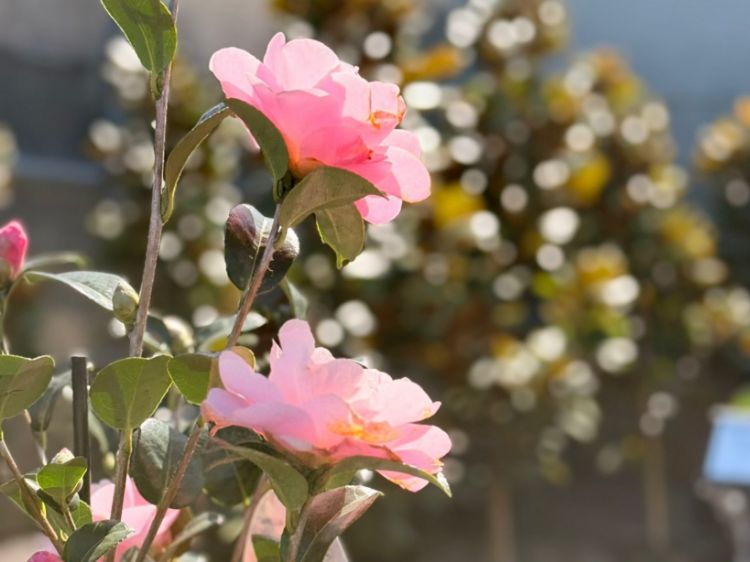 Picture of Camellia japonica Nicky Crisp
