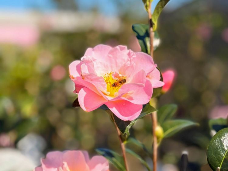 Picture of Camellia japonica Nicky Crisp