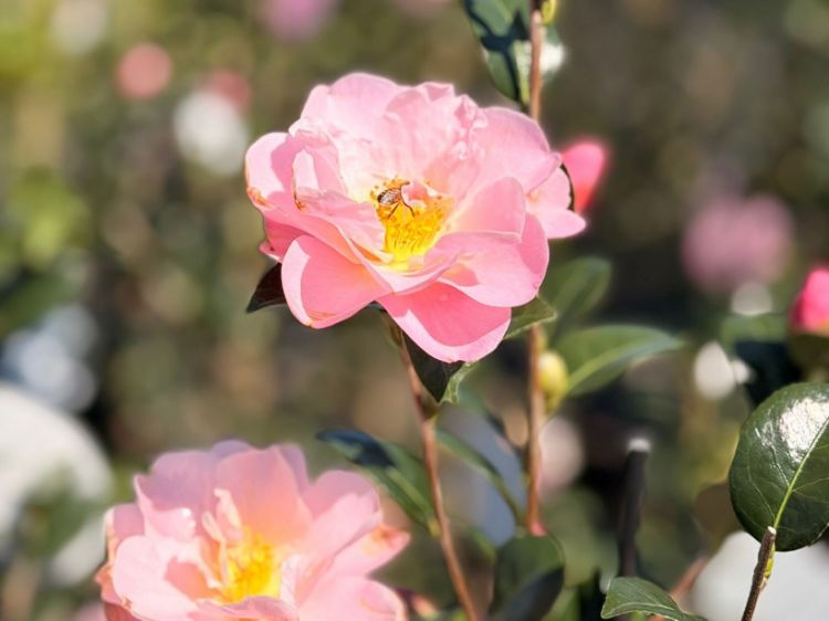 Picture of Camellia japonica Nicky Crisp