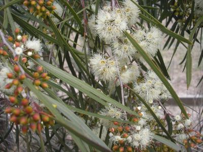 Picture of Eucalyptus viridis Winter Light