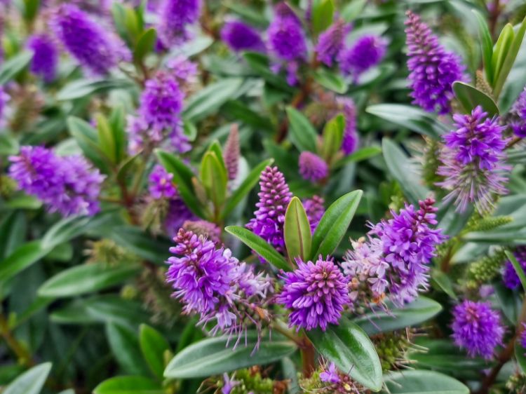 Picture of Hebe andersonii Karaka PBR