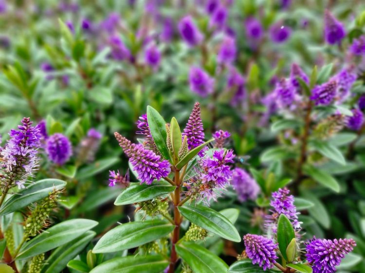 Picture of Hebe andersonii Karaka PBR