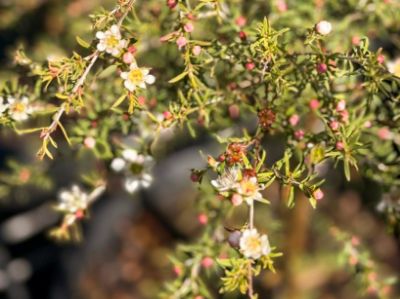 Picture of Leptospermum flavescens Cardwell