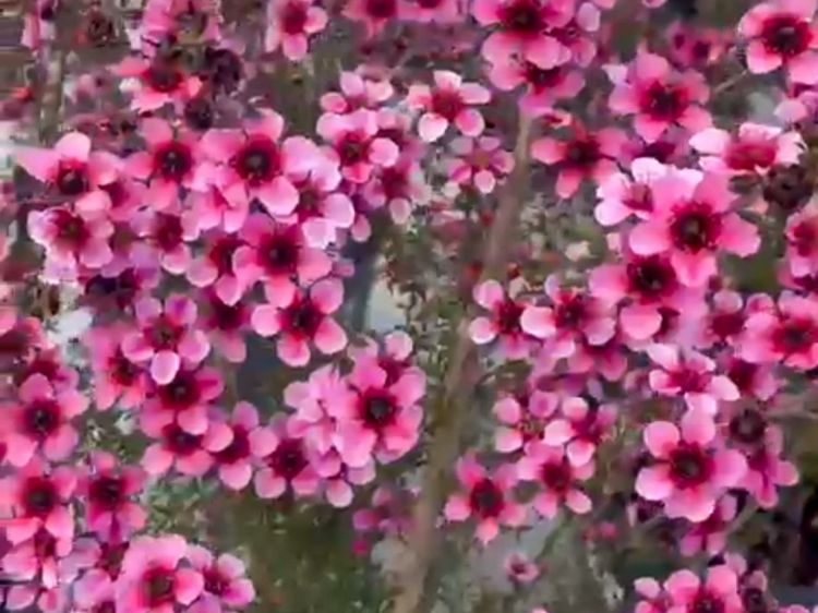 Picture of Leptospermum hybrida Aussie Blossom Alicia Rose