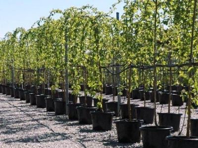 Picture of Morus alba Pendula