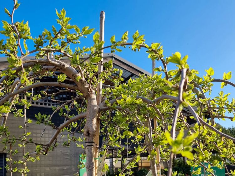 Picture of Morus alba Pendula