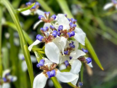 Picture of Neomarica gracilis