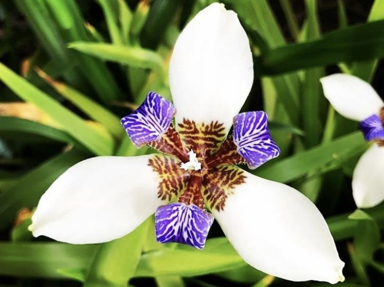 Picture of Neomarica gracilis