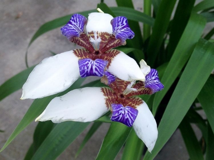 Picture of Neomarica gracilis