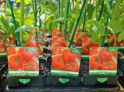 Picture of Solanum lycoperiscum Apollo