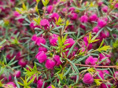 Picture of Boronia heterophylla Mirabelle