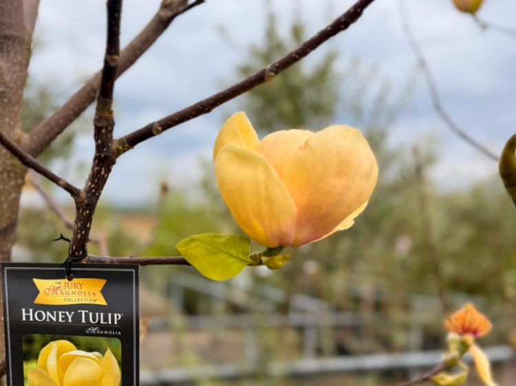 Picture of Magnolia soulangeana Honey Tulip PBR