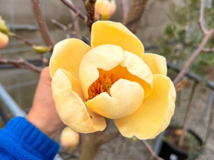 Picture of Magnolia soulangeana Honey Tulip PBR