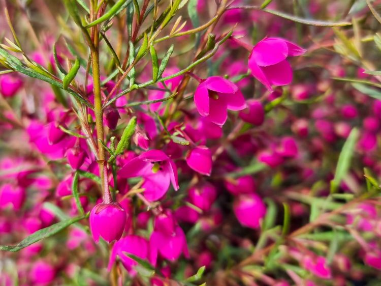 Picture of Boronia hybrida Celebration