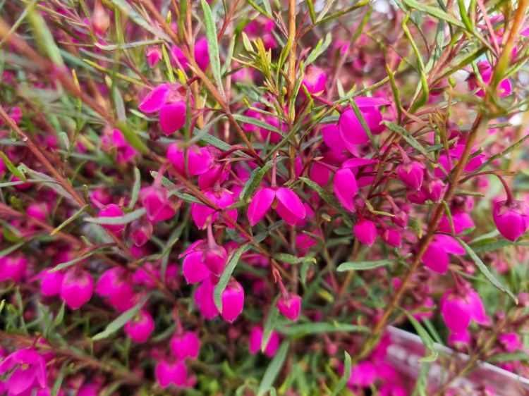 Picture of Boronia hybrida Celebration