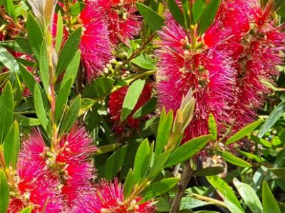 Picture of Callistemon citrinus Western Glory