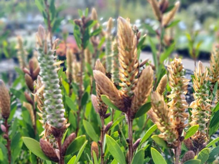 Picture of Callistemon citrinus Western Glory