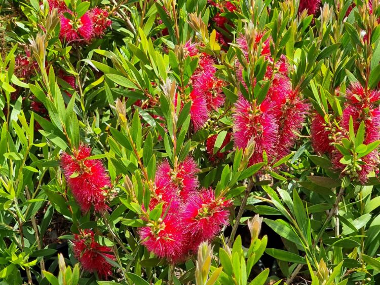 Picture of Callistemon citrinus Western Glory