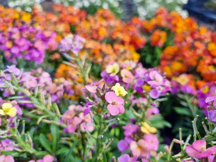 Picture of Erysimum linifolium