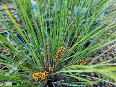 Picture of Lomandra confertifolia rubiginosa Blooming Blue PBR