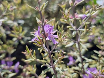 Picture of Westringia brevifolia raleighii Lilac And Lace