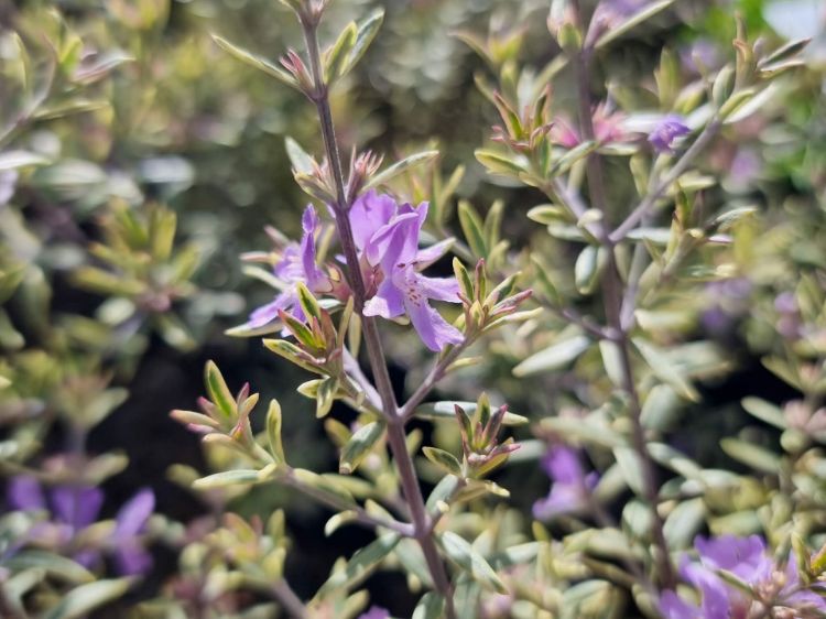 Picture of Westringia brevifolia raleighii Lilac And Lace