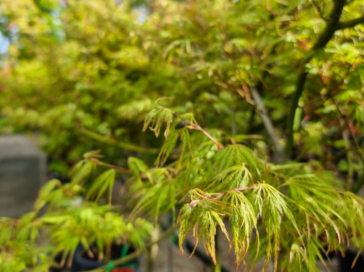 Picture of Acer palmatum Dissectum Green Globe