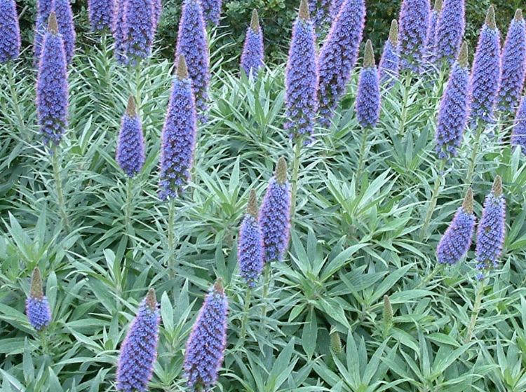 Picture of Echium candicans