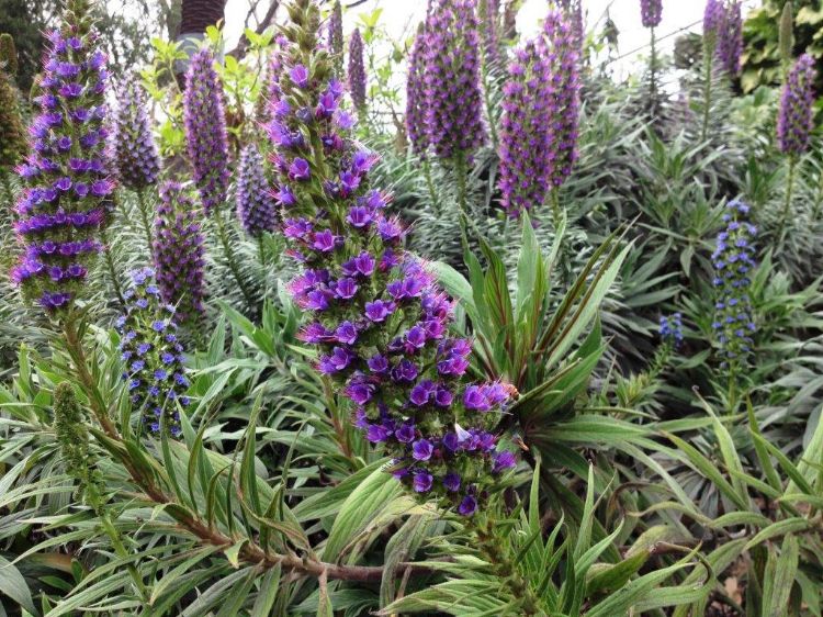 Picture of Echium candicans