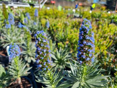 Picture of Echium candicans