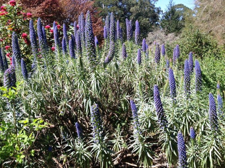 Picture of Echium candicans