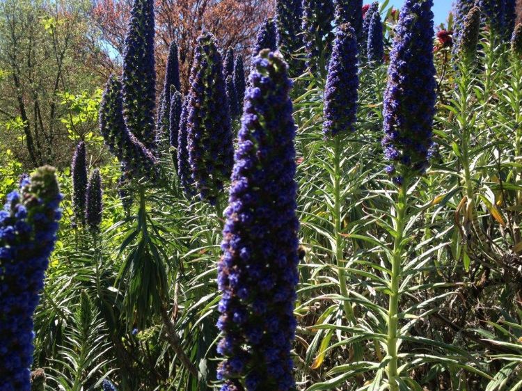 Picture of Echium candicans