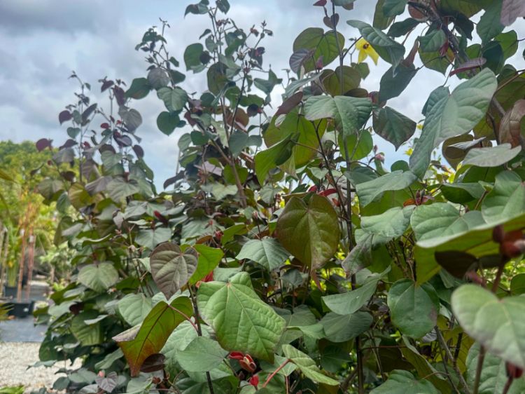 Picture of Hibiscus tiliaceus Rubra