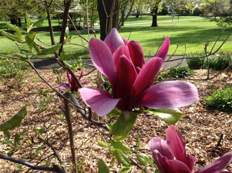 Picture of Magnolia liliiflora Nigra