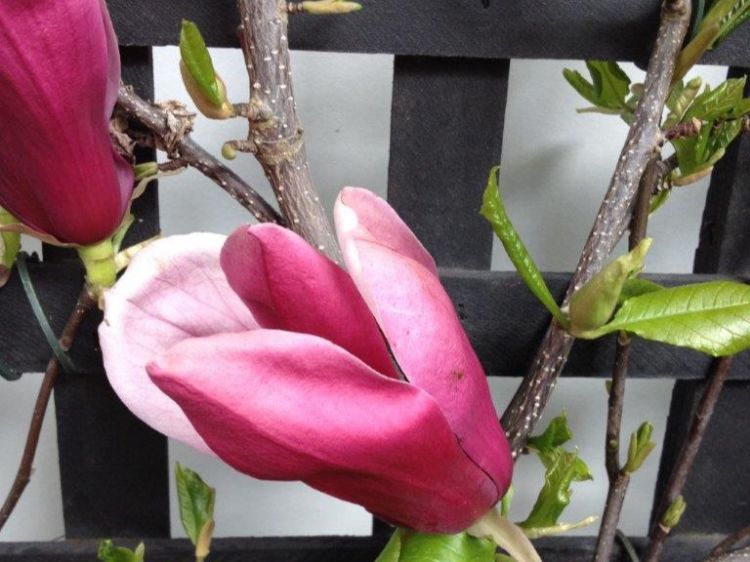 Picture of Magnolia liliiflora Nigra