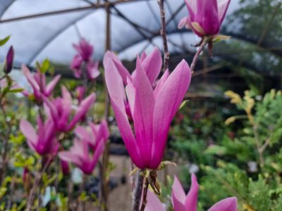 Picture of Magnolia liliiflora Nigra