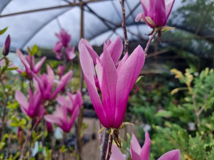 Picture of Magnolia liliiflora Nigra