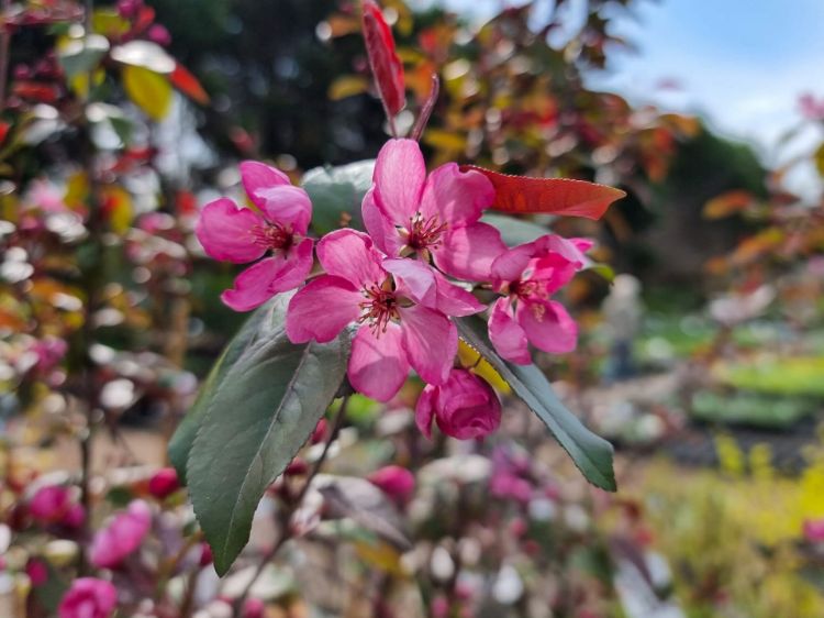 Picture of Malus Criknzam Crimson Knight