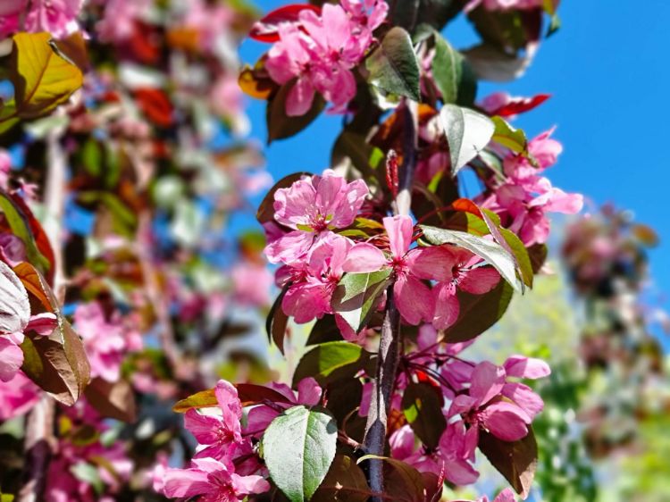 Picture of Malus Criknzam Crimson Knight