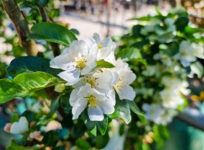 Picture of Malus domestica Ivory Spear