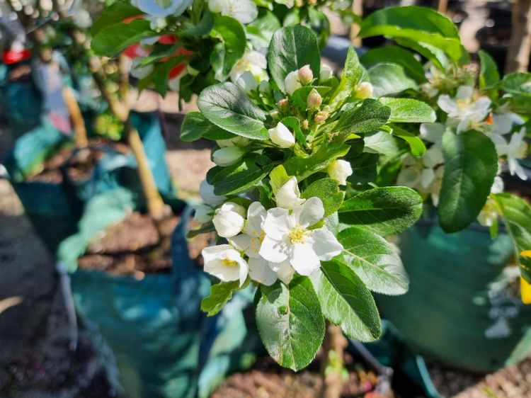 Picture of Malus domestica Ivory Spear