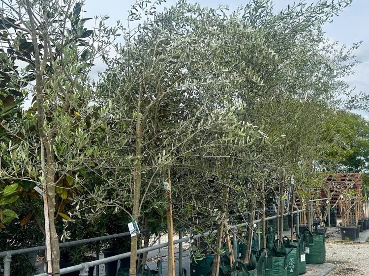Picture of Olea europaea Helena